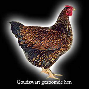 Wyandotte Goudzwart gezoomde Hen