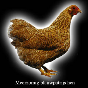 Wyandotte Meerzomig blauwpatrijs Hen